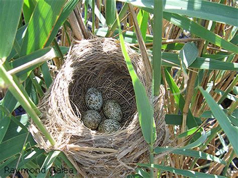 Birdwatching in Malta - Reed Warbler