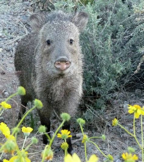 46 Photos That Prove Javelinas Are The Cuties Of The Desert Outdoors