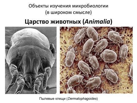 Общая микробиология. Лекция 1 - презентация онлайн
