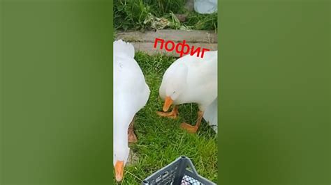 гуси против мяча #Гуси #птицы #животные #лето #мяч - YouTube