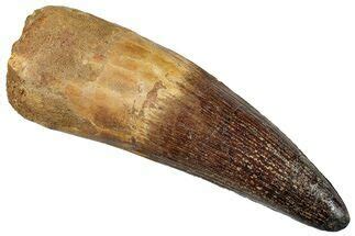 Spinosaurus Teeth For Sale - FossilEra.com