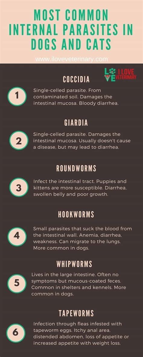 Most Common Internal Parasites In Dogs And Cats I Love Veterinary