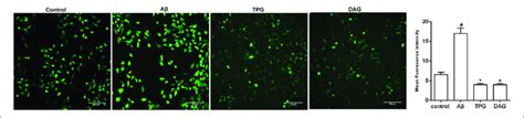 The Regulation Of Tpg And Dag On The Intracellular Ros In Aβ 25 35