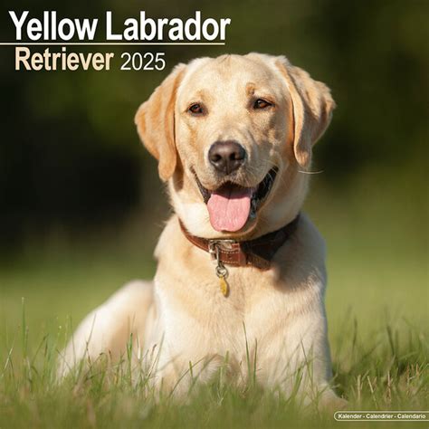 Labrador Retriever Blond Kalender Kopen Bestel Eenvoudig Onlin