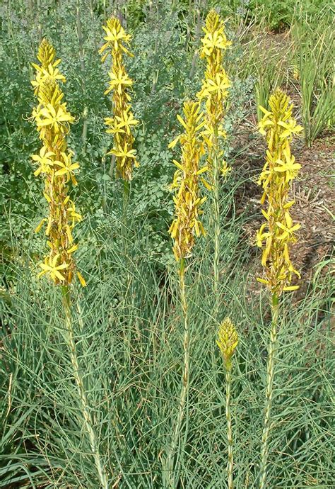 Plants For Dry Areas Asphodeline Lutea The Beth Chatto Gardens