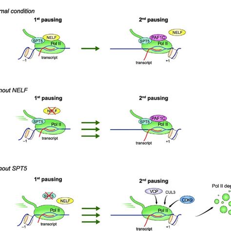 Functions Of Spt And Nelf In Stabilizing Promoter Proximal Pol Ii