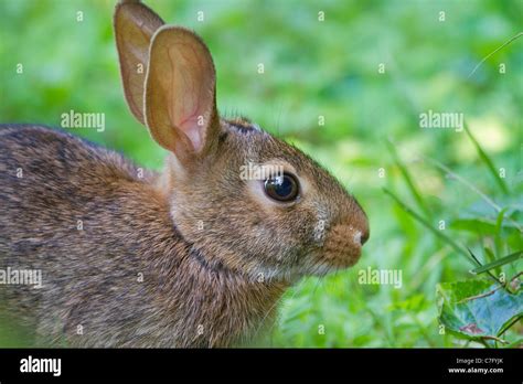 Eastern Cottontail Rabbit Sylvilagus Floridanus Stock Photo Alamy