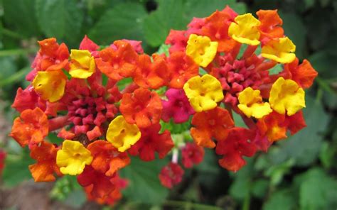 36 Different Types Of Orange Flowers With Images A Z Lantana Flower