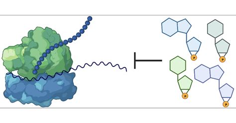 Binding Of Cyclic Nucleotide Monophosphates To Off