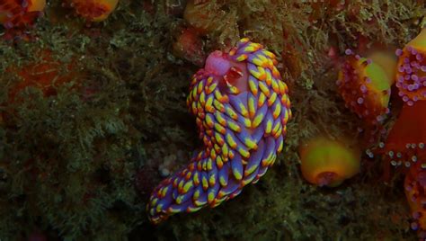 Cientistas descobrem nova espécie de lesma do mar no Reino Unido