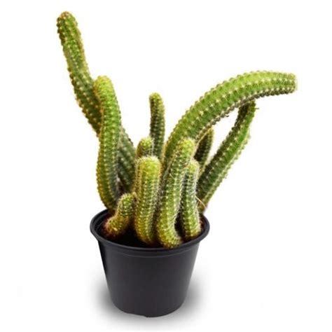 Rat Tail Cacti Plants - Buy Online |Trivandrum Gardentech