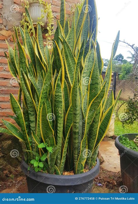 Dracaena Trifasciata Is A Species Of Flowering Plant Known As The