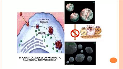 Tuberculosis Latente Dr Casanova Ppt