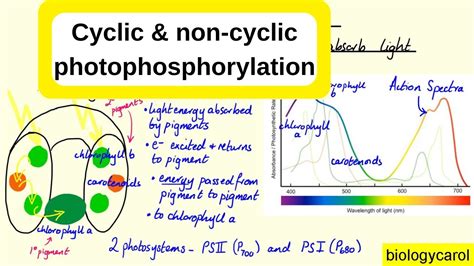 Cyclic And Non Cyclic Photophosphorylation Youtube