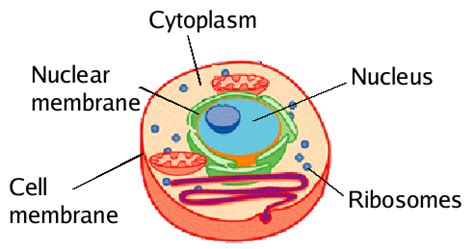 Human cell structure. Source: wikipedia | Download Scientific Diagram