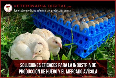 Soluciones eficaces para la industria de producción de huevo y el