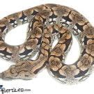 Dumerils Boa For Sale With Live Arrival Guarantee Xyzreptiles