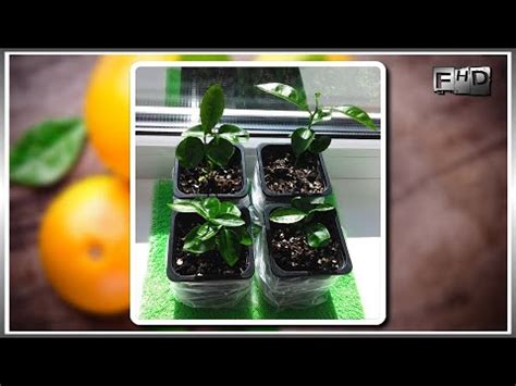 Как вырастить Грейпфрут из косточки дома (часть 2) - YouTube