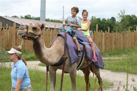 Camel Rides At The Columbus Zoo - Camel riding in morocco with kids. - sansurt