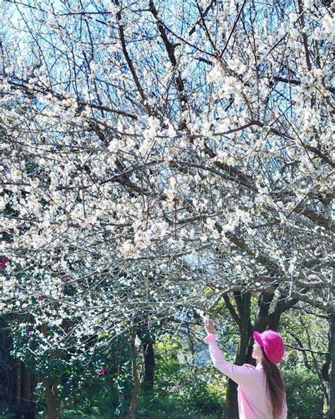 【台北】梅花開了！陽明山梅花祕境爆炸盛開，宛如下起白雪超浪漫，免收門票打卡去，隱藏版景點拍起來，季節限定別錯過 好想去喔