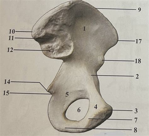 Os Coxa Medial Diagram Quizlet