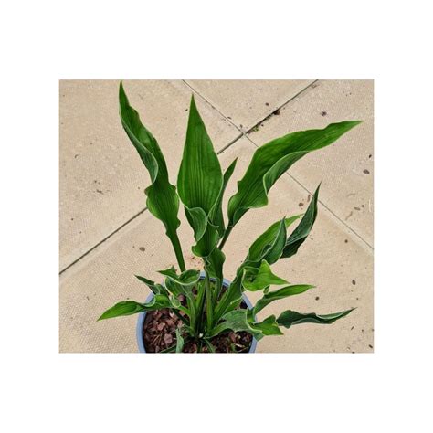 Hosta 'Praying Hands'
