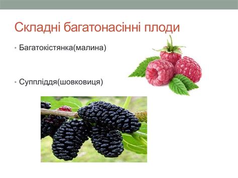 Будова та різноманітність плодів.