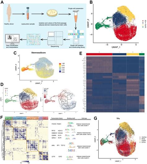 Single Cell Atlas Of Admscs A Flow Chart Of Sampling Sequencing And Download Scientific