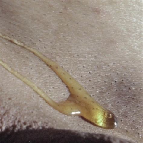 Stuffing The Glutton With A Huge Dildo Gay Gaping Porn Feat Elgloton By Faphouse Xhamster