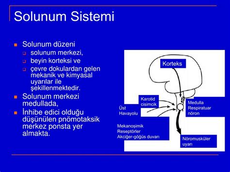 PPT Uykuda solunum ve kardiyovaskuler sistemde değisiklikler