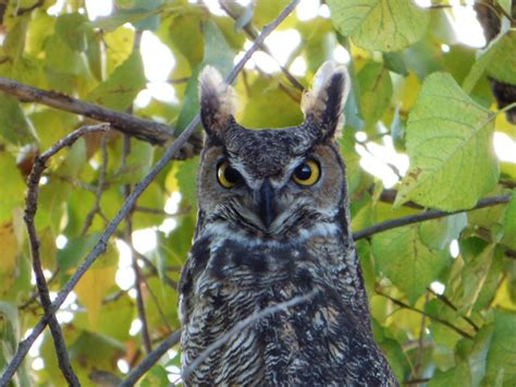 Geotrippers California Birds Great Horned Owl At The Merced National