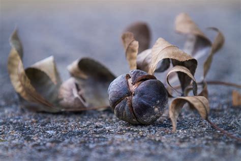 All About Hickory Nuts - Bag-A-Nut