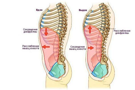 Чем полезно дыхание против шерсти — yogavecplaisir.com