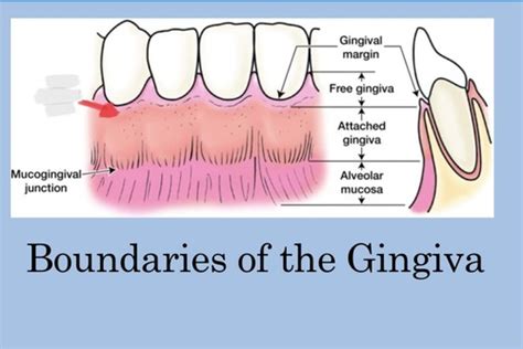 Chapter Periodntium The Tooth Supporting Structures Flashcards Quizlet