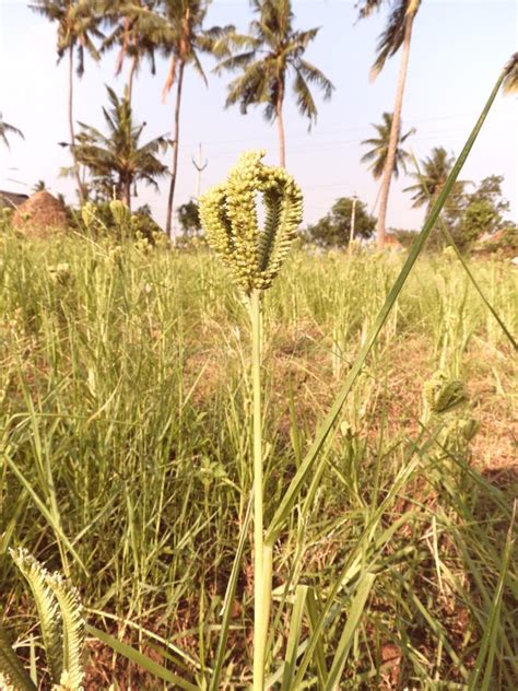 Finger Millet Field Stock Image Image Of Indian Outdoors 35293755