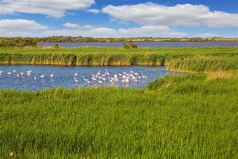 La Camargue En Francia Una Región Fascinante Mi Viaje