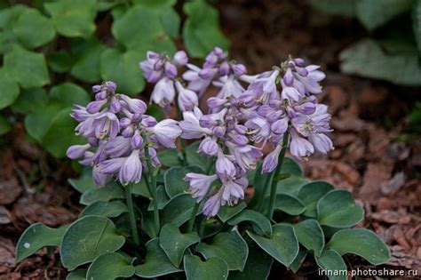 Хоста Блю Маус Иэрс