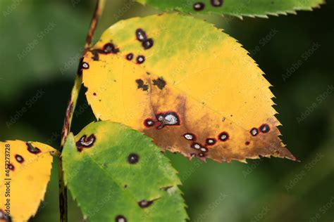 Plant disease in roses such as mildew or rust are common. Leaf spot ...