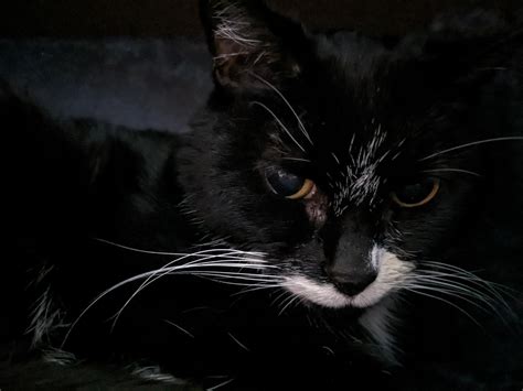 My 16 year old cat! : r/cat