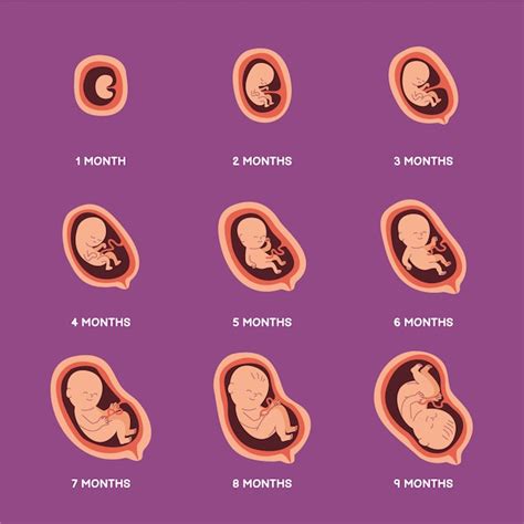 Embryo Entwicklung Vektoren Und Illustrationen Zum Kostenlosen