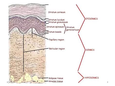 Skin And Its Appendages Ppt