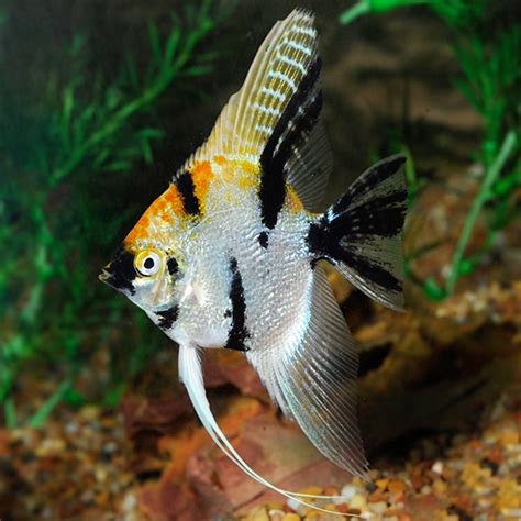 Koi Angelfish Pterophyllum Scalare Aqua Imports Ph