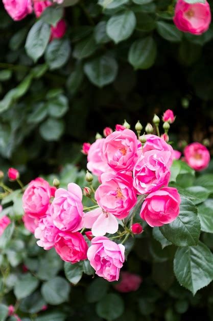 Disparo Vertical De Un Ramo De Rosas Silvestres Rosas En El Arbusto