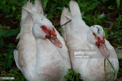 49 Musk Duck Stock Photos, High-Res Pictures, and Images - Getty Images