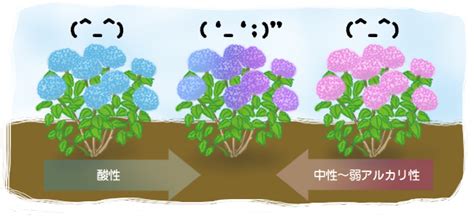 紫陽花の色が変化する・違う・変わる理由は？方法や種類別の花言葉も エンタメlab