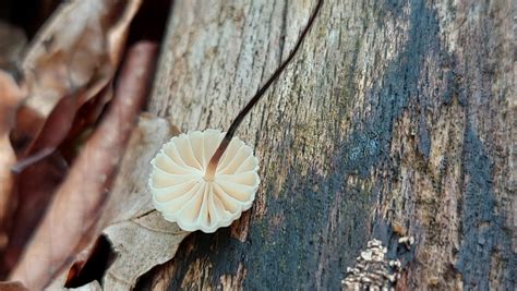 Seitenspross Schwindling Marasmius Bulliardii Seitenspro Flickr