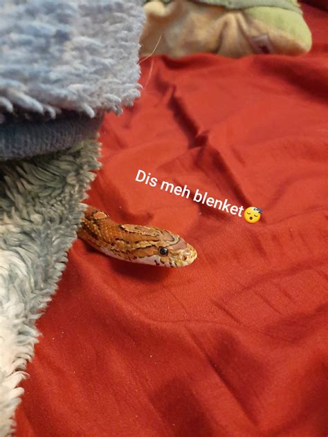 Cute Snake Photos 🤗therapy🤗 Amino