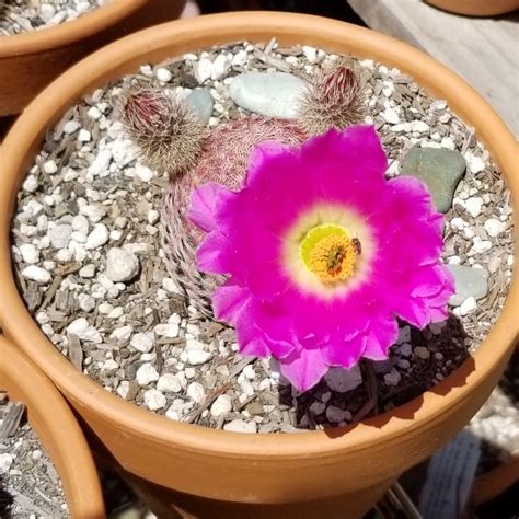 Echinocereus Rigidissimus Subsp Rubispinus Rainbow Hedgehog Cactus