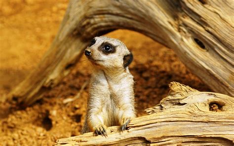 Meerkat Wallpapers - Wallpaper Cave