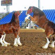 Behind the scenes with the Budweiser Clydesdales – Ohio Ag Net | Ohio's ...